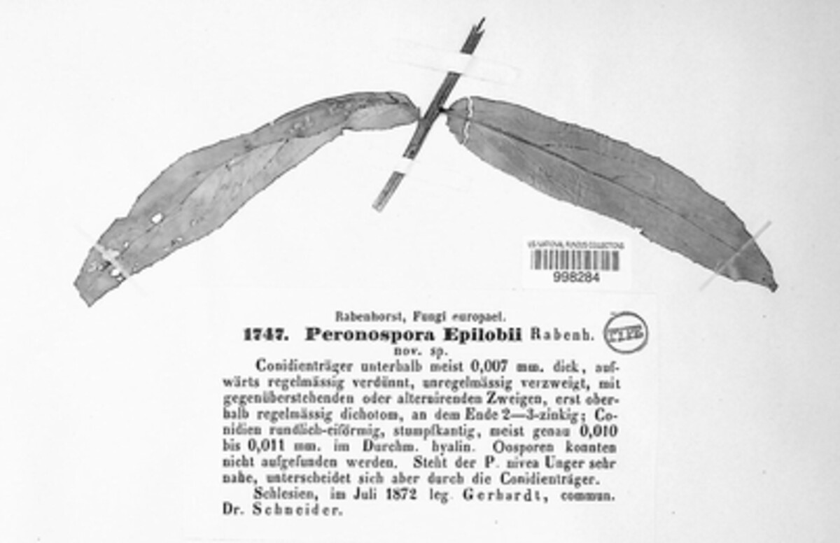 Peronospora epilobii image